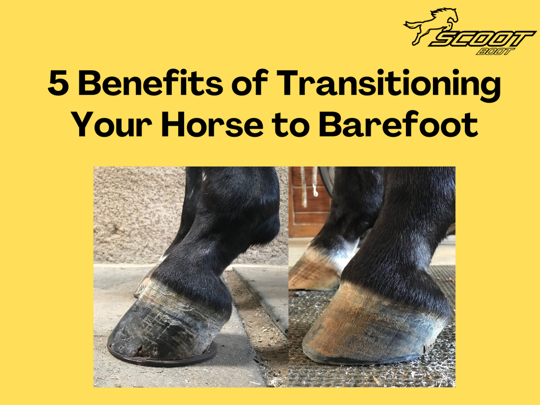 5 Benefits of Transitioning Your Horse to Barefoot