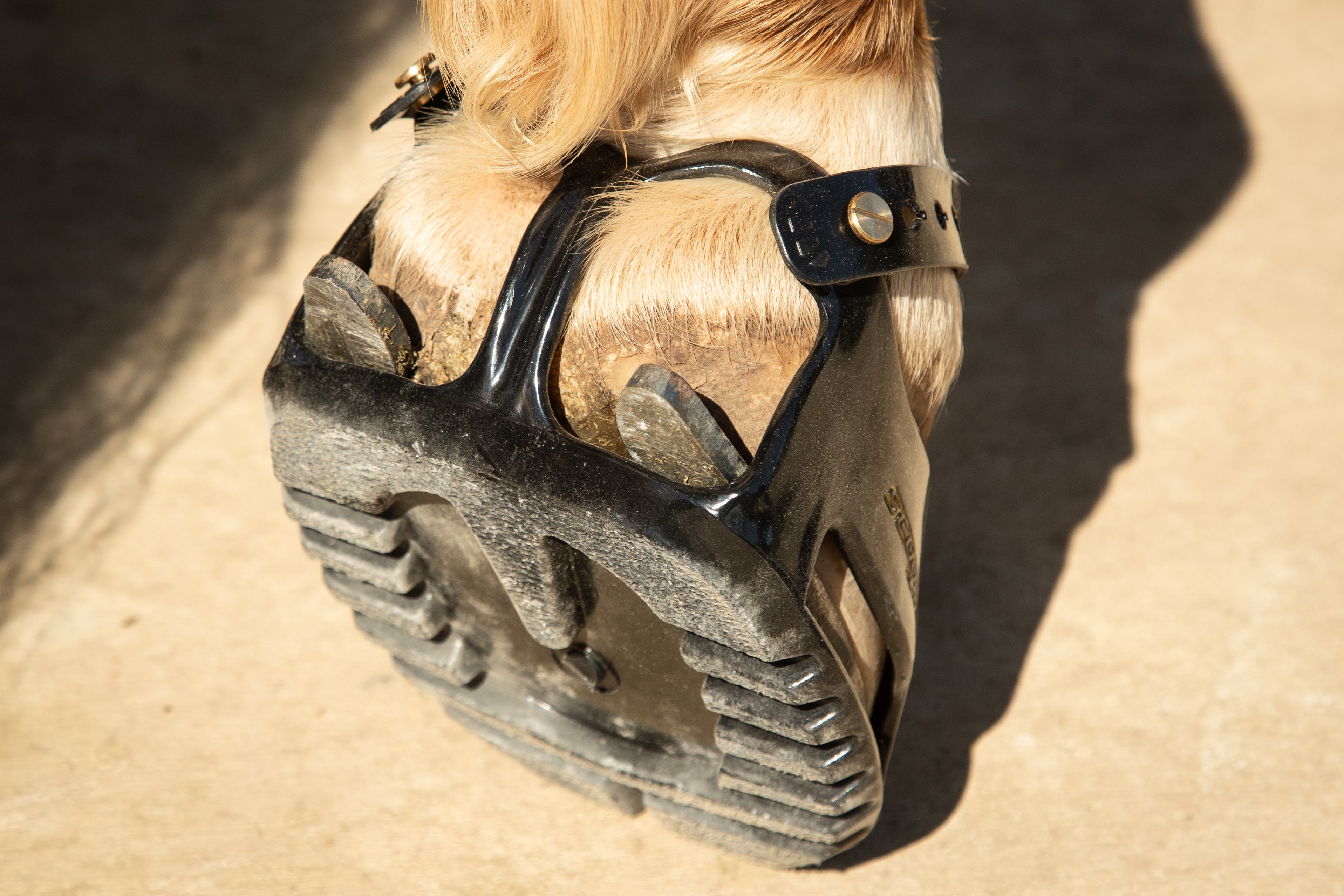 Scoots over Sliders – Scootboot Content