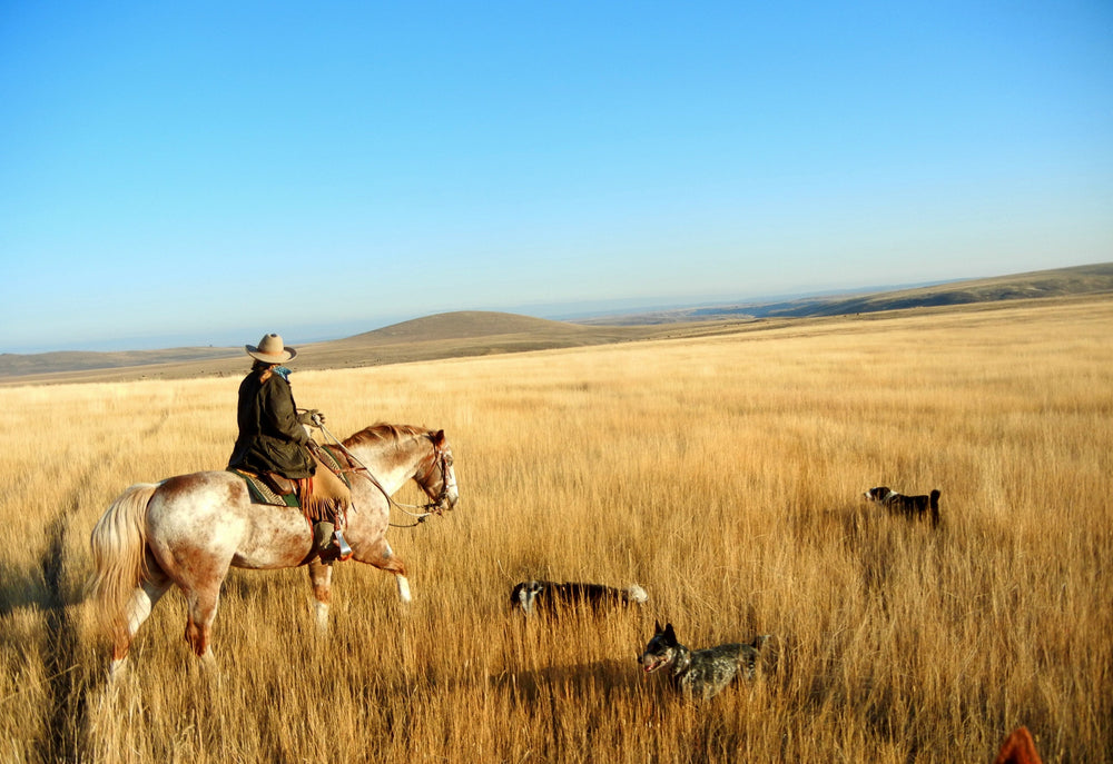 How Scootboots Helped a Search and Rescue Horsewoman Trust the Unknown