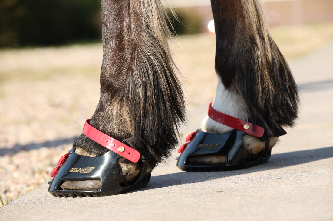 Scootboots for Gaited Horses