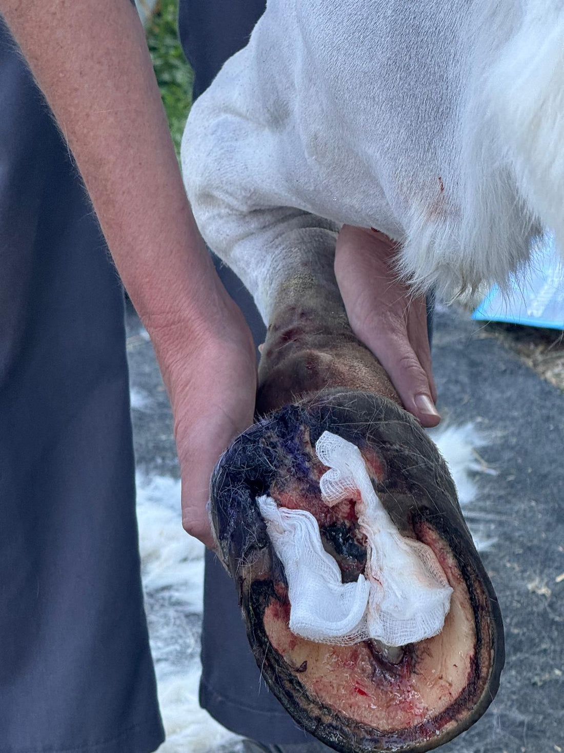 Canker in Horses: Understanding the Condition and How Scootboots Can Help Support Recovery