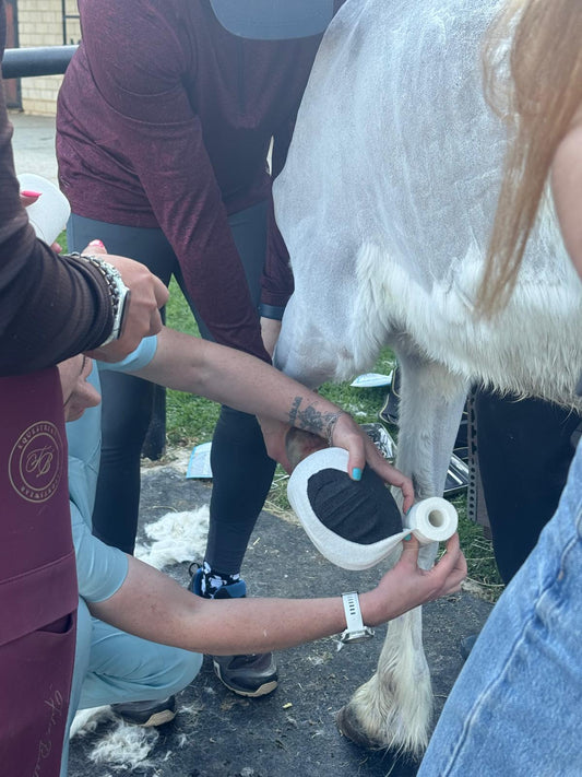 Canker in Horses: Understanding the Condition and How Scootboots Can Help Support Recovery