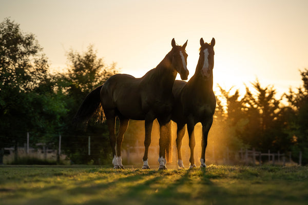 Scootboot Launches The TheraRide: The First Therapy Hoof Boot Designed for Riding