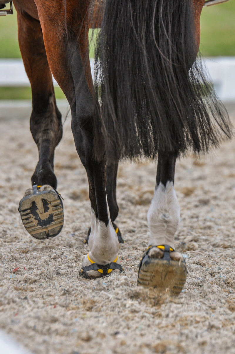 Why It’s Important for Horses to Feel the Ground in Hoof Boots