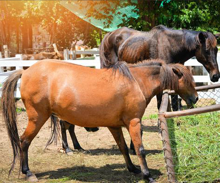 Early Signs of Laminitis and Effective Treatment