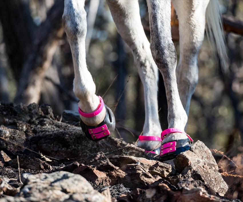 Equine veterinarian, Dr Tomas Teskey DVM, discusses the proprioception