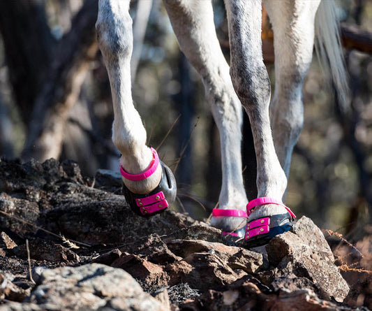 Equine veterinarian, Dr Tomas Teskey DVM, discusses the proprioception