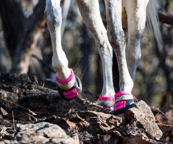 Equine veterinarian, Dr Tomas Teskey DVM, discusses the proprioception