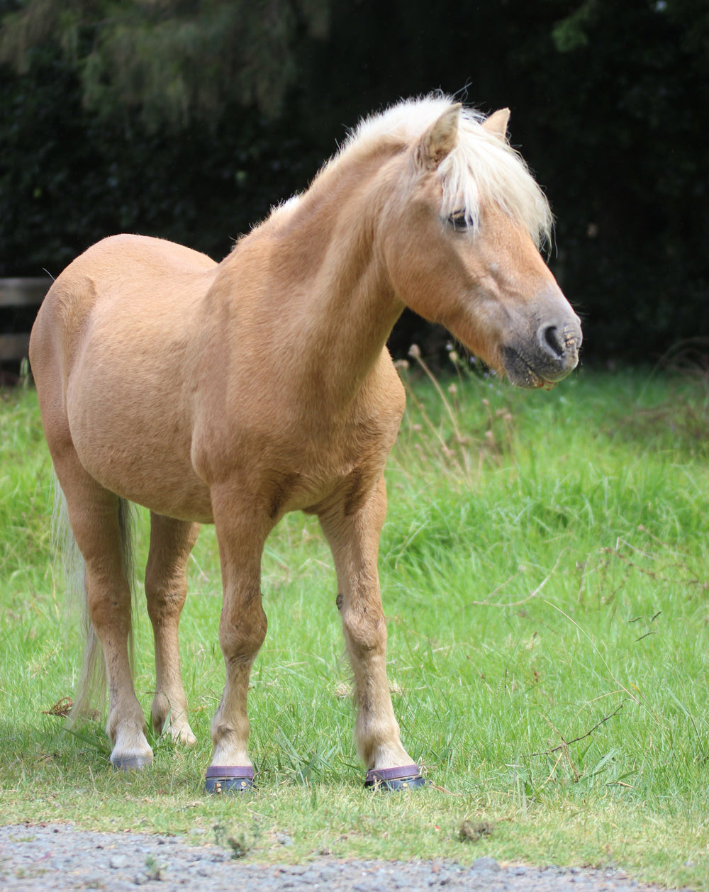 Keep your Senior Horse Comfortable and Fit in Hoof Boots