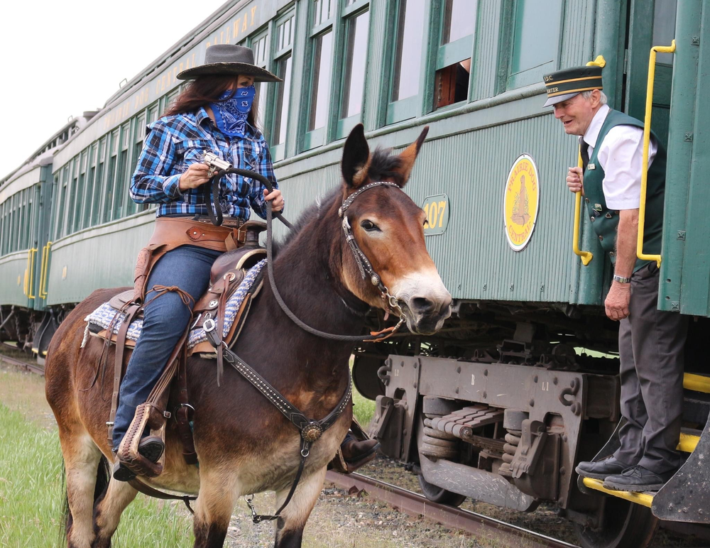 Winnipeg mule Lark wins global competition with Equine Synergy