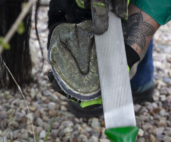 A barefoot trimmer rasping the bottom of a horse's hoof