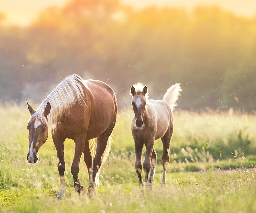 What can nature teach us about hoof care?