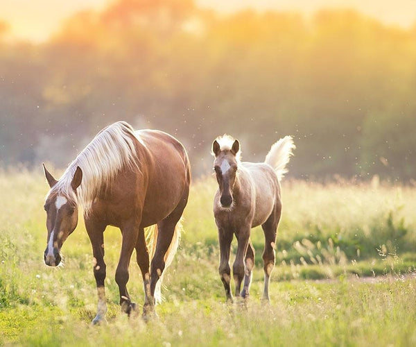 What can nature teach us about hoof care?