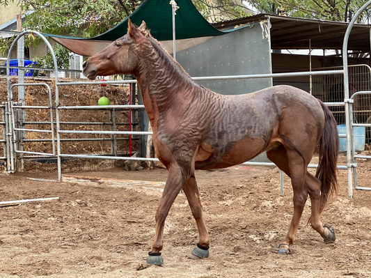 Bentley’s Road to Recovery with the Scootboot TheraRide