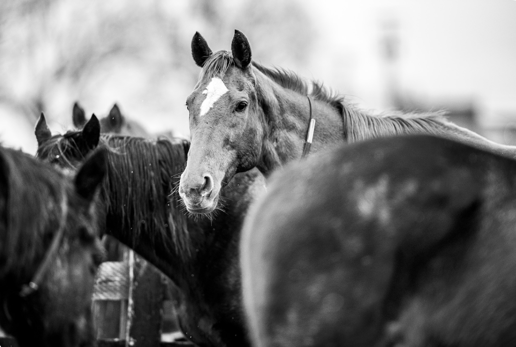 Giving Back: Supporting the Thoroughbred Retirement Foundation
