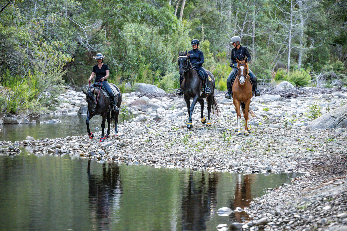 Why Scootboots Are the Perfect Hoof Boot for Trail Riding – Scootboot ...