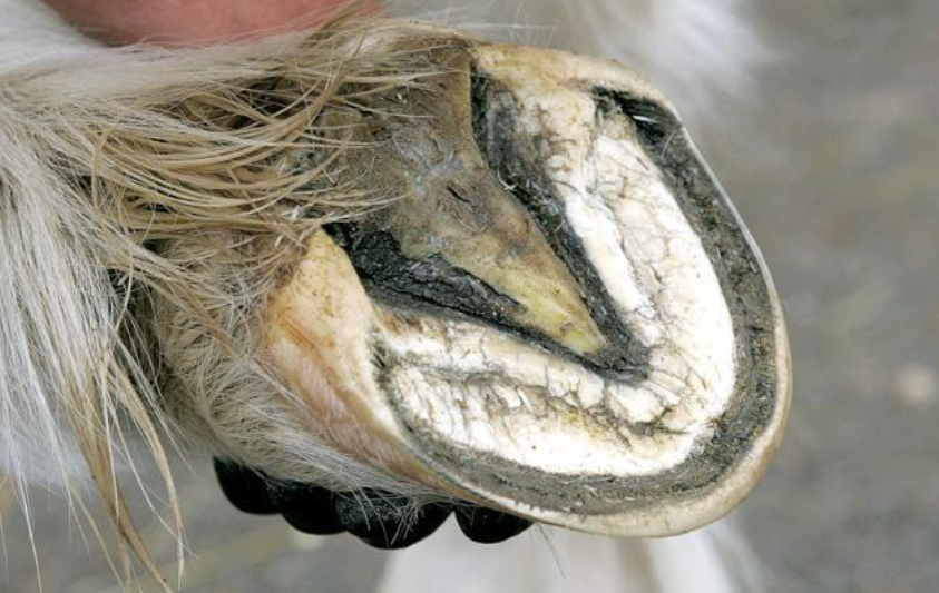 Thrush in Horses: Causes, Signs, Treatment, and How Scootboots Can Help