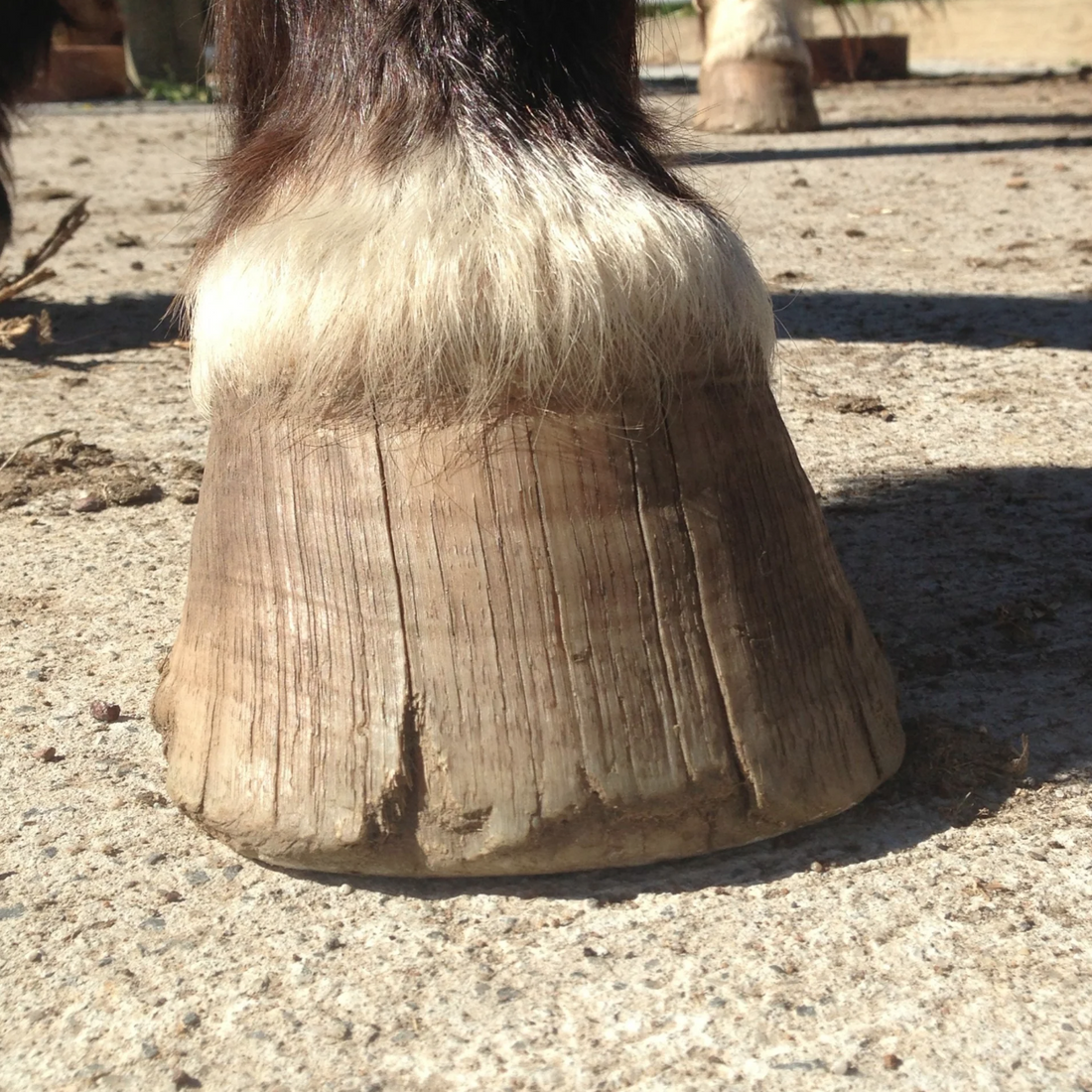 Hoof Cracks vs Hoof Chips: Understanding the Difference