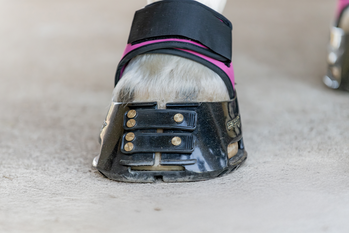 Sensitive Toes Sensitive Toes in Horses: Why Toe Pressure Matters – Scootboot Content
