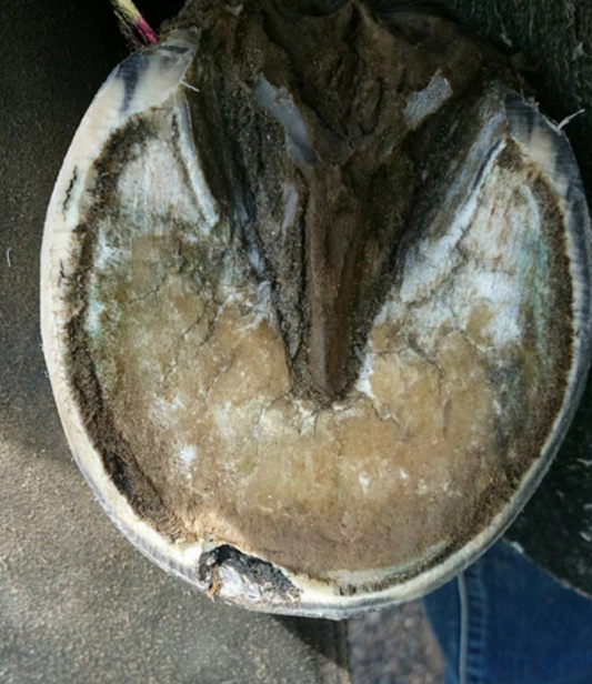 Seedy Toe in Horses: Causes, Treatment & Supporting Recovery