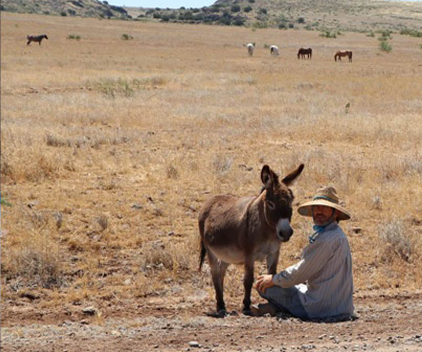 Caring About Horse Hoof Calluses…