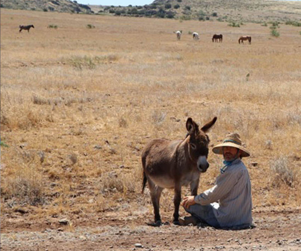 Caring About Horse Hoof Calluses...