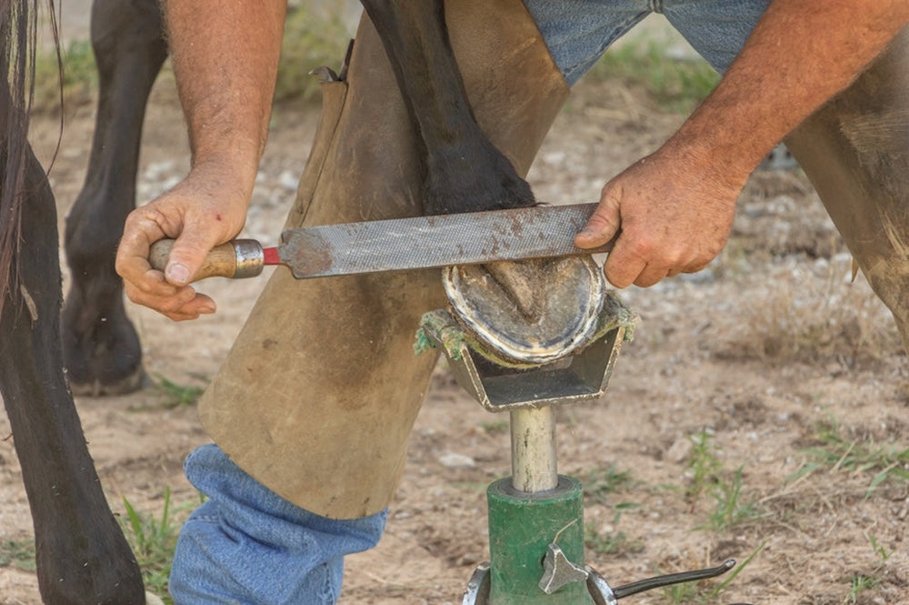 Best choice of Hoof Care: Barefoot Trim or Pasture Trim