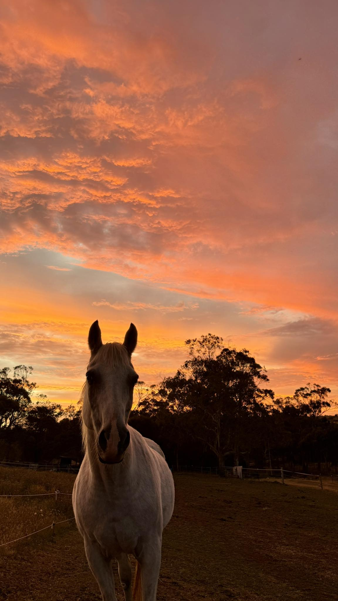 Caring for Your Horse After a Fire