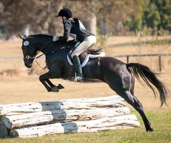 Lola retired racehorse project in hoof boots