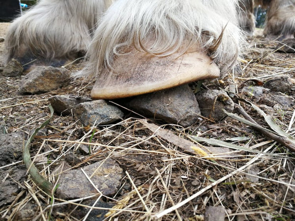 How to Strengthen your Barefoot Horse’s Hooves the Natural Way