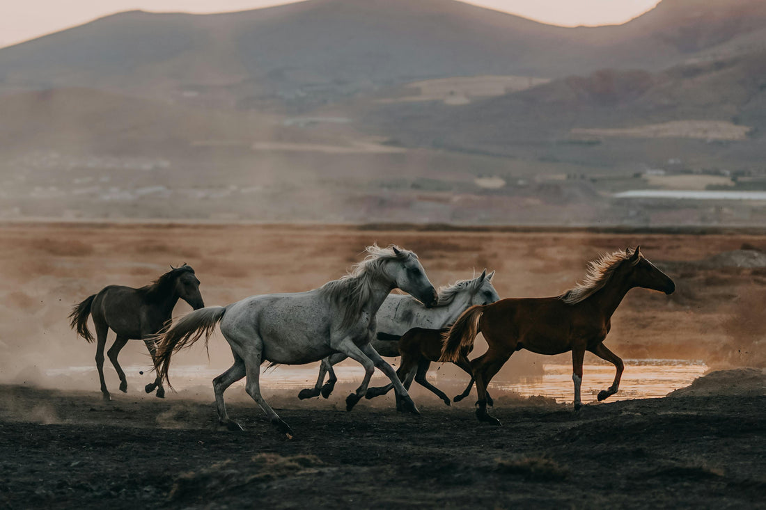 How Horses Self-Trim in the Wild and Why You Should Replicate it at Home