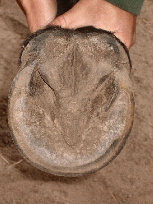 Functional Anatomy of the Equine Hoof