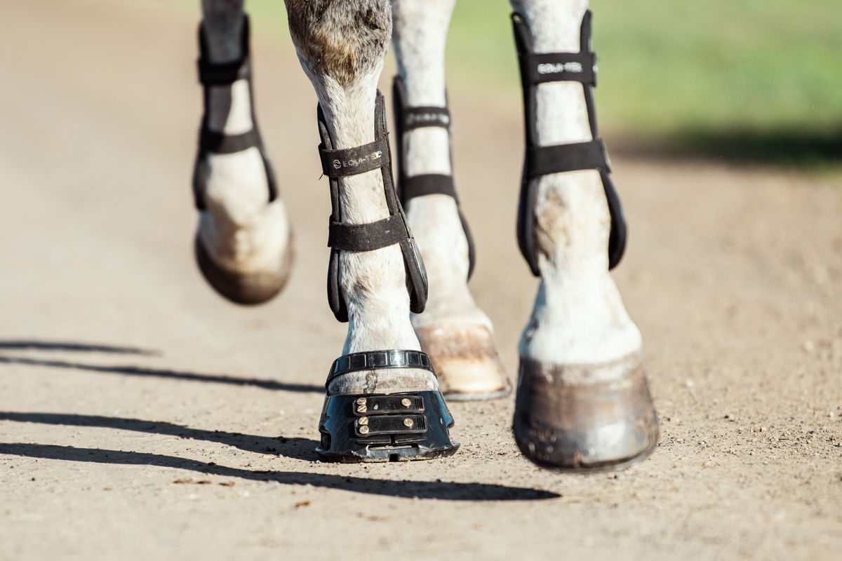 Horse standing in Scoot Boots