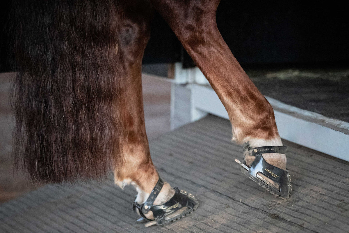 Horse standing in Scoot Boots