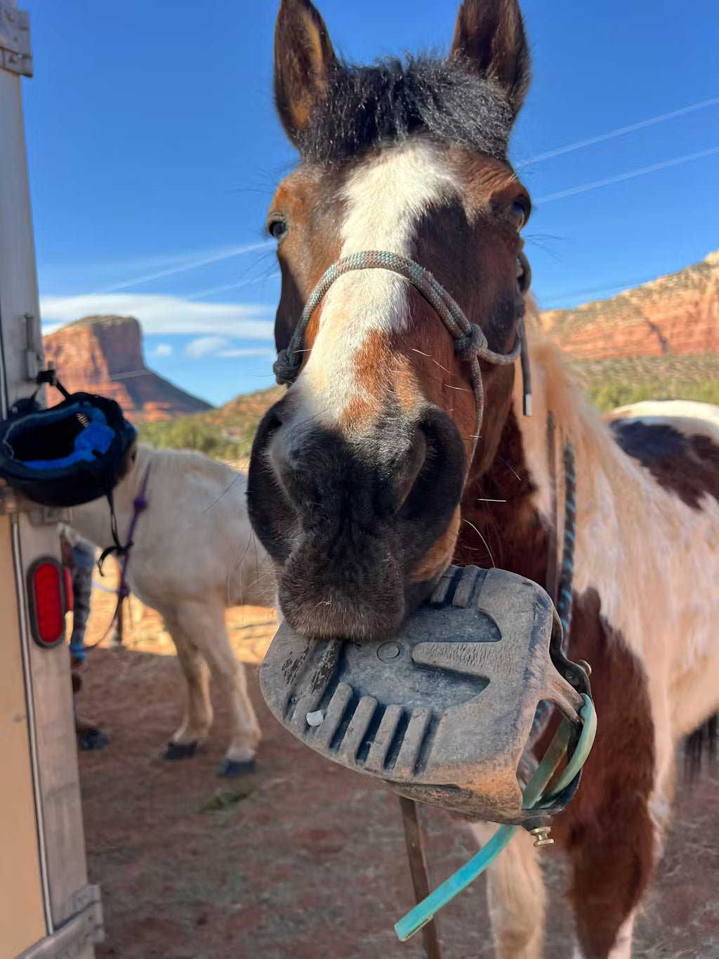 USA Trail Horses / Full-Time USA Traveler