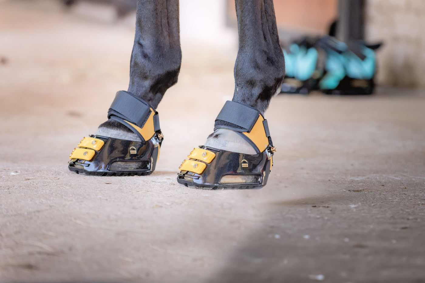 close up of Scootboot hoof boots protecting a barefoot horse