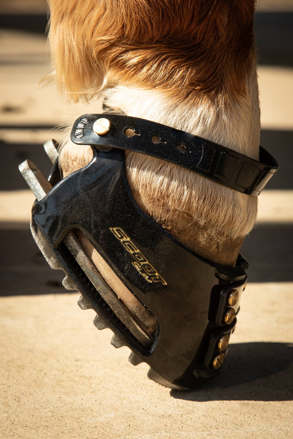 Scootboot hoof boot fitted over a slider
