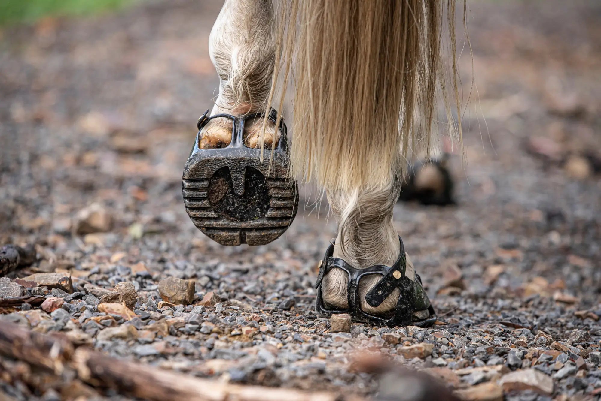 Horse and rider in action wearing Scoot Boots