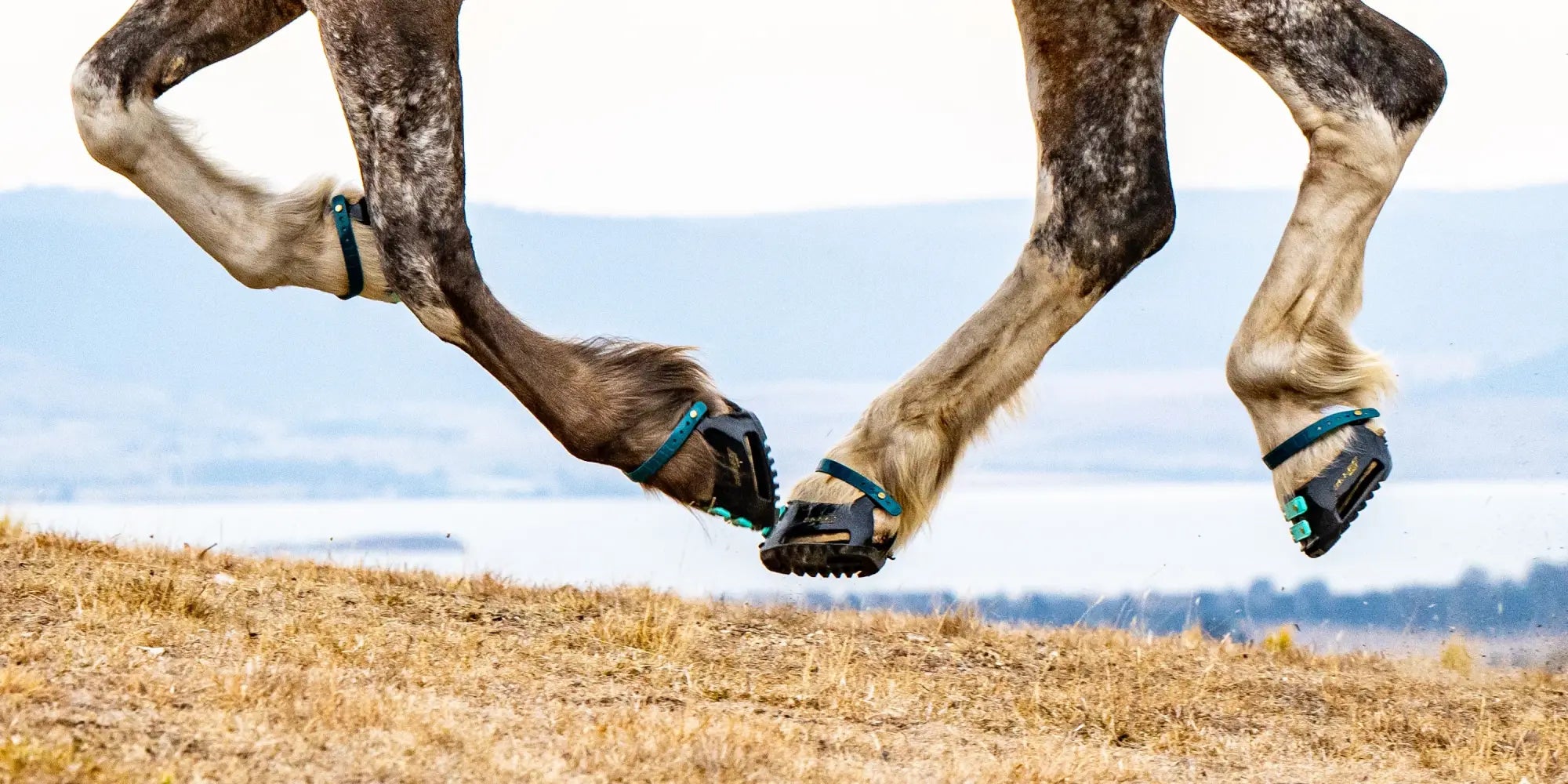 Measuring a horse hoof for sizing